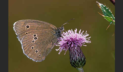 Schornsteinfeger (Aphantopus hyperantus)