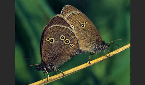 Schornsteinfeger (Aphantopus hyperantus)