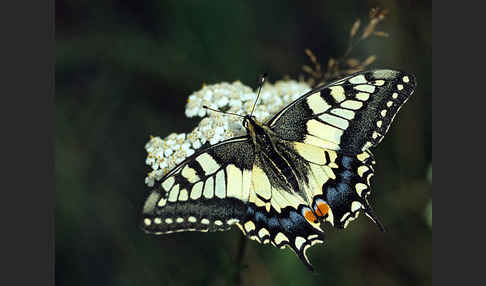 Schwalbenschwanz (Papilio machaon)