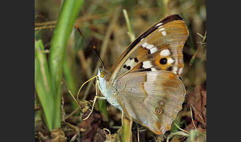 Kleiner Schillerfalter (Apatura ilia)