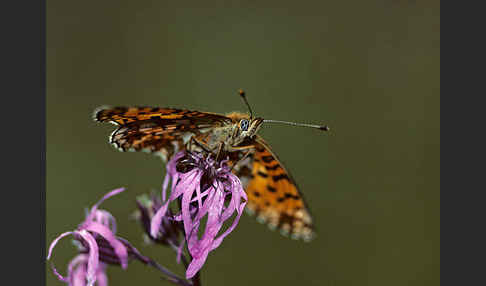 Sumpfwiesen-Perlmutterfalter (Boloria selene)