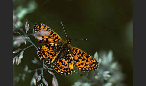 Sumpfwiesen-Perlmutterfalter (Boloria selene)