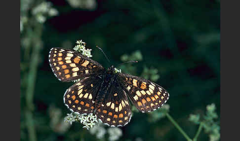 Wachtelweizen-Scheckenfalter (Melitaea athalia)