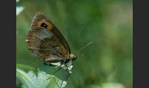 Waldteufel (Erebia aethiops)