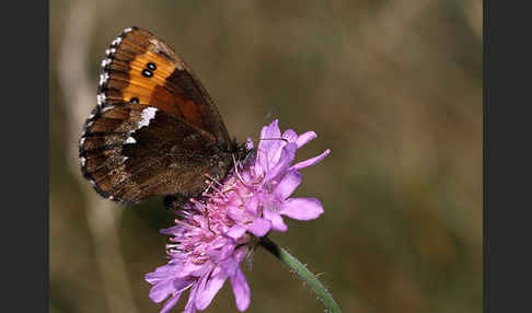 Weißbindiger Mohrenfalter (Erebia ligea)