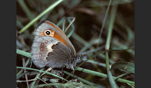 Gemeines Wiesenvögelchen (Coenonympha pamphilus)