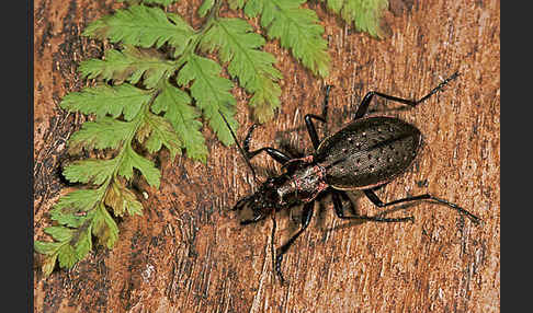 Berglaufkäfer (Carabus irregularis)