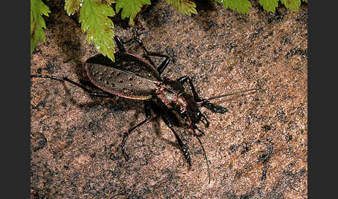 Berglaufkäfer (Carabus irregularis)