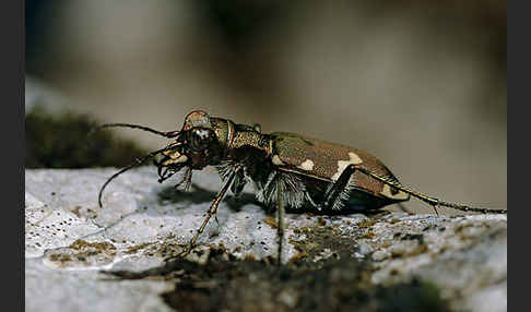 Berg-Sandlaufkäfer (Cicindela silvicola)