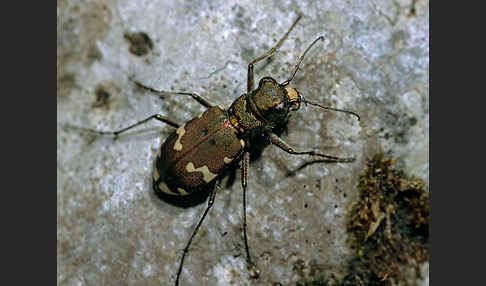 Berg-Sandlaufkäfer (Cicindela silvicola)