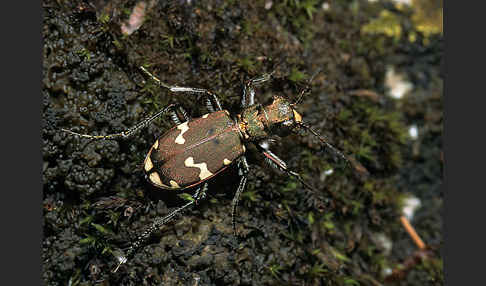 Berg-Sandlaufkäfer (Cicindela silvicola)