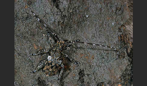 Binden-Augenbock (Mesosa nebulosa)