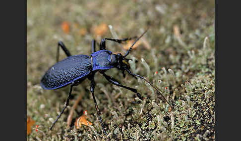 Blauer Laufkäfer (Carabus intricatus)