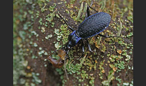 Blauer Laufkäfer (Carabus intricatus)