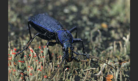 Blauer Laufkäfer (Carabus intricatus)