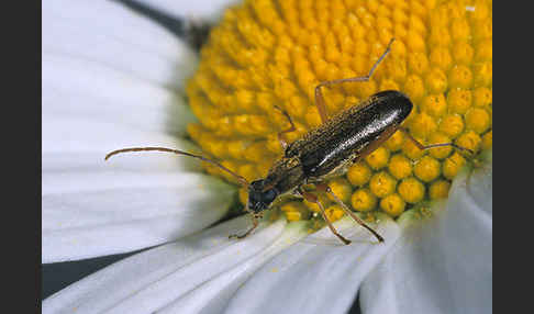 Blütenbock spec.1 (Grammoptera ustulata)