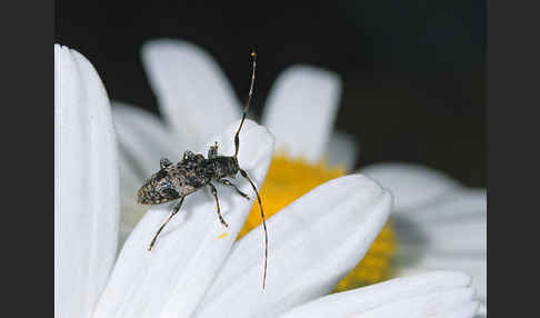 Braungrauer Splintkäfer (Leiopus nebulosus)