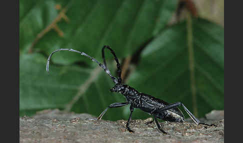 Buchenbock (Cerambyx scopolii)