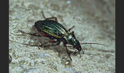 Goldglänzender Laufkäfer (Carabus auronitens)