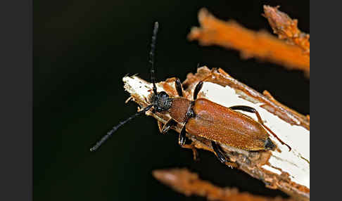 Rothalsbock (Corymbia rubra)