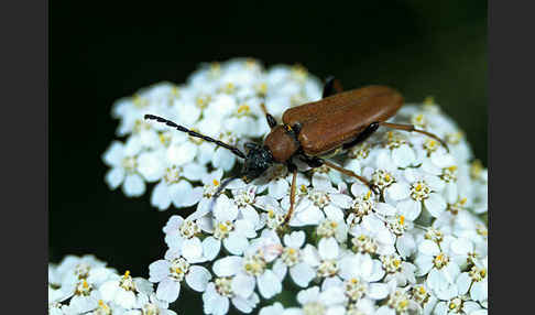 Rothalsbock (Corymbia rubra)