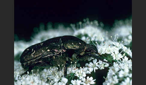 Metallischer Rosenkäfer (Protaetia metallica)