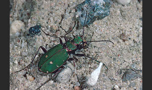 Feld-Sandlaufkäfer (Cicindela campestris)