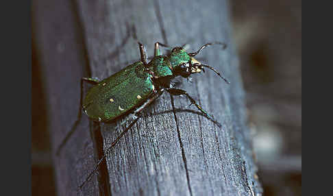 Feld-Sandlaufkäfer (Cicindela campestris)