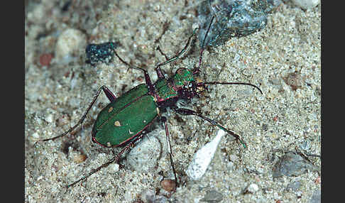 Feld-Sandlaufkäfer (Cicindela campestris)