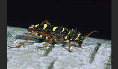 Gemeiner Widderbock (Clytus arietis)