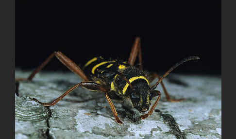 Gemeiner Widderbock (Clytus arietis)