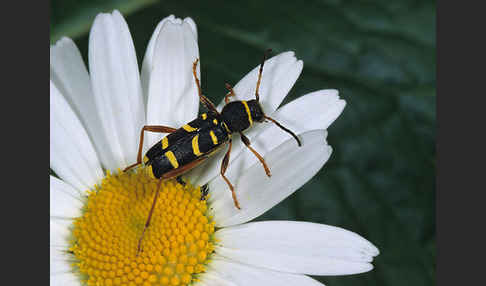 Gemeiner Widderbock (Clytus arietis)