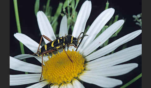 Gemeiner Widderbock (Clytus arietis)