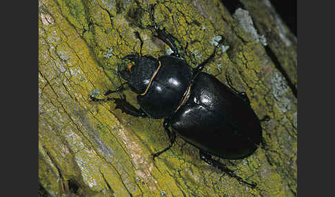 Hirschkäfer (Lucanus cervus)