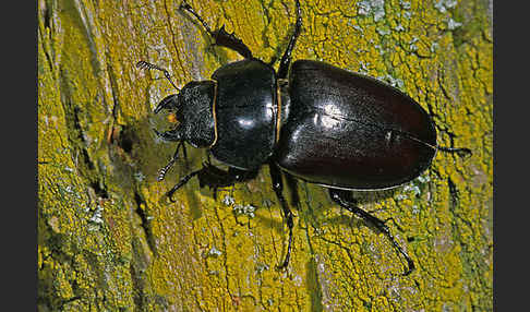 Hirschkäfer (Lucanus cervus)