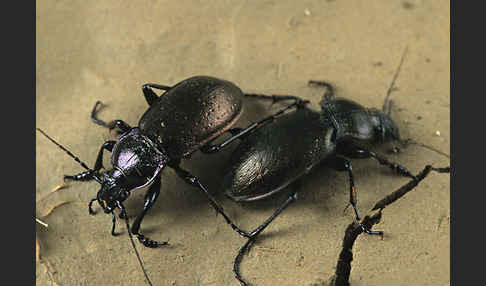 Hainlaufkäfer (Carabus nemoralis)