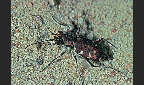 Kupferbrauner Sandlaufkäfer (Cicindela hybrida)