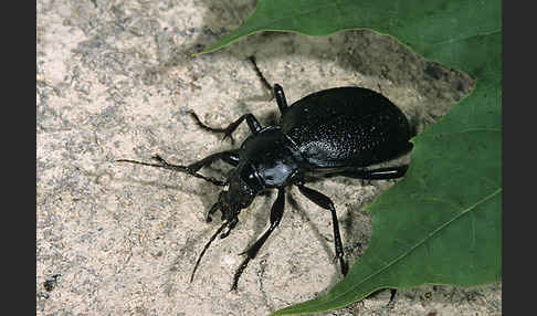 Lederlaufkäfer (Carabus coriaceus)