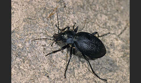 Lederlaufkäfer (Carabus coriaceus)