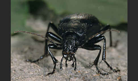 Lederlaufkäfer (Carabus coriaceus)