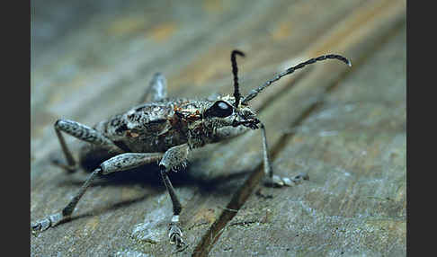 Schrotbock (Rhagium inquisitor)