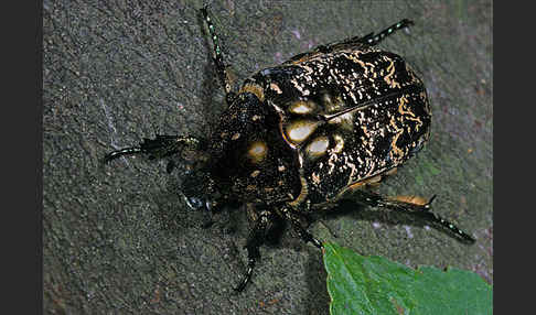 Marmorierter Rosenkäfer (Protaetia lugubris)