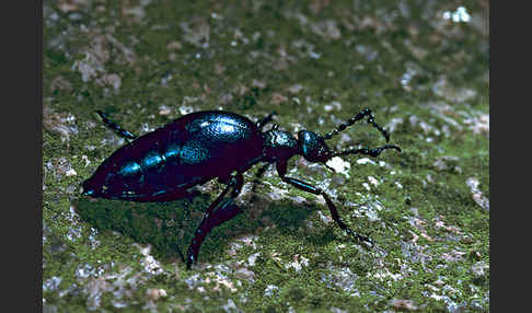 Schwarzblauer Ölkäfer (Meloe proscarabaeus)