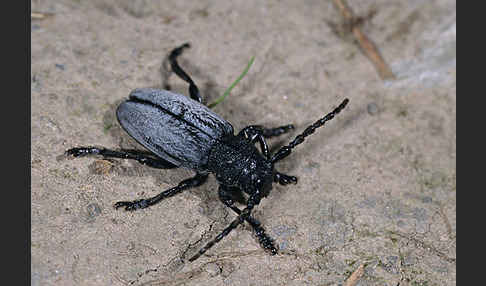 Variabler Erdbock (Dorcadion fuliginator)