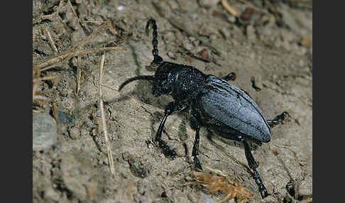 Variabler Erdbock (Dorcadion fuliginator)