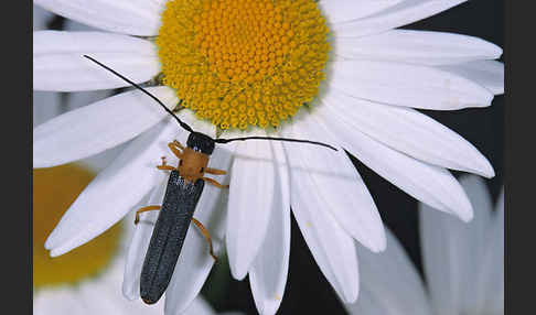 Geißblatt-Linienbock (Oberea pupilata)