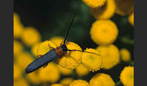 Weiden-Linienbock (Oberea oculata)