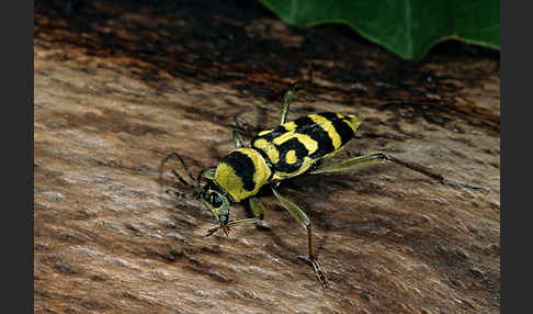 Wespenbock spec.1 (Chlorophorus varius)