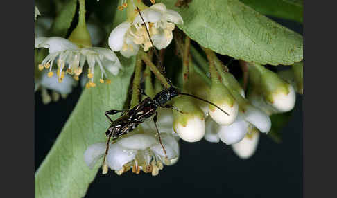 Dunkelschenkliger Kurzdeckenbock (Molorchus minor)