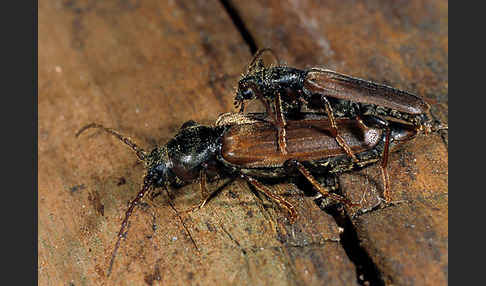 Gemeiner Fichtensplintbock (Tetropium castaneum)